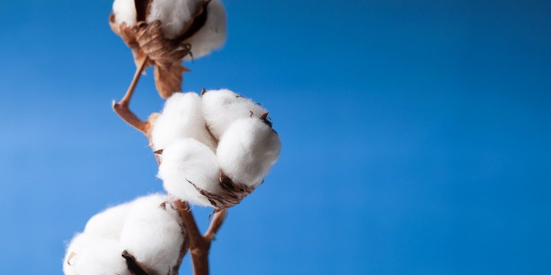Why Is Organic Cotton Better Than Normal Cotton 800x400
