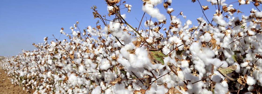 Why Is Cotton Used For Clothing 1118x400