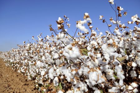 Why Is Cotton Used For Clothing 450x300